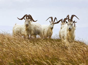 Kaschmir-Ziegen in Schottland