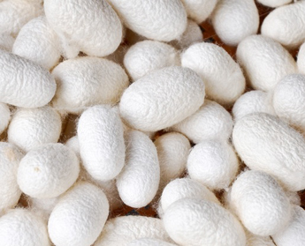 Seidenkokons in Purform